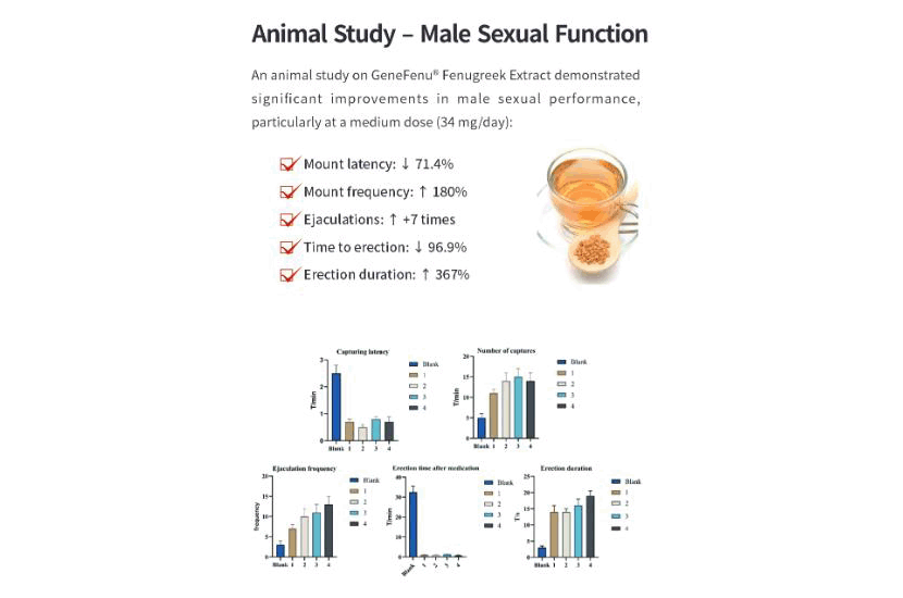 Männliche Sexualfunktion