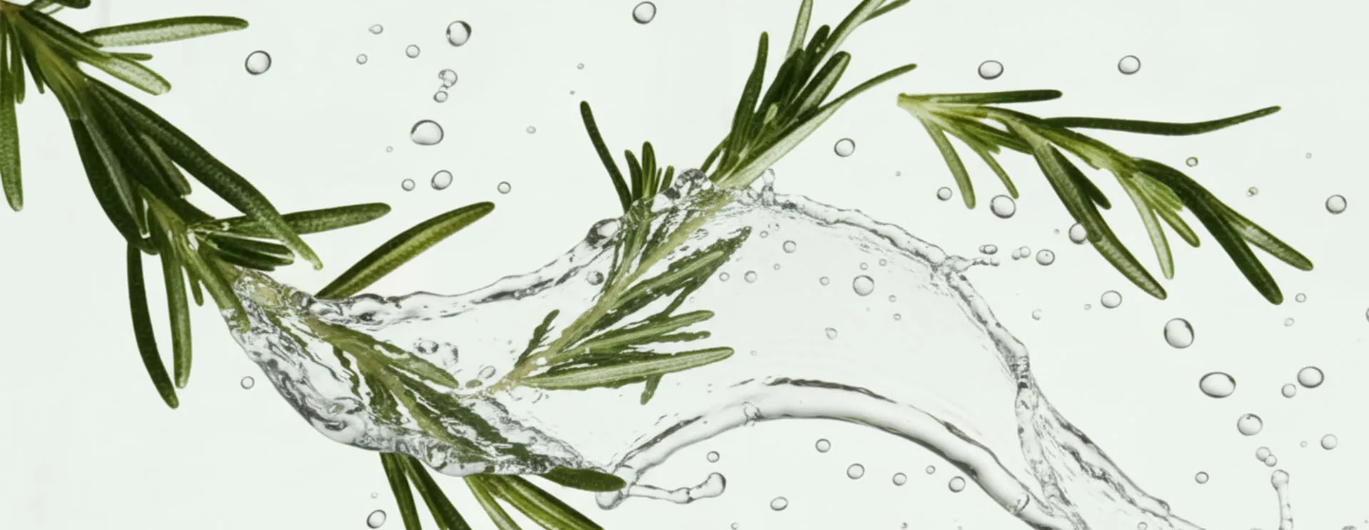 Pflanzenextrakt-Hersteller – Wir helfen Ihnen, die Kraft der Natur in Ihrer Rezeptur zu entfalten