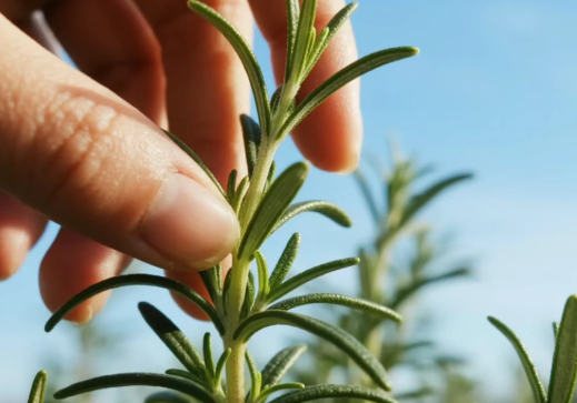FAQ_on_Rosemary_Leaf_Extract_Shampoo.png